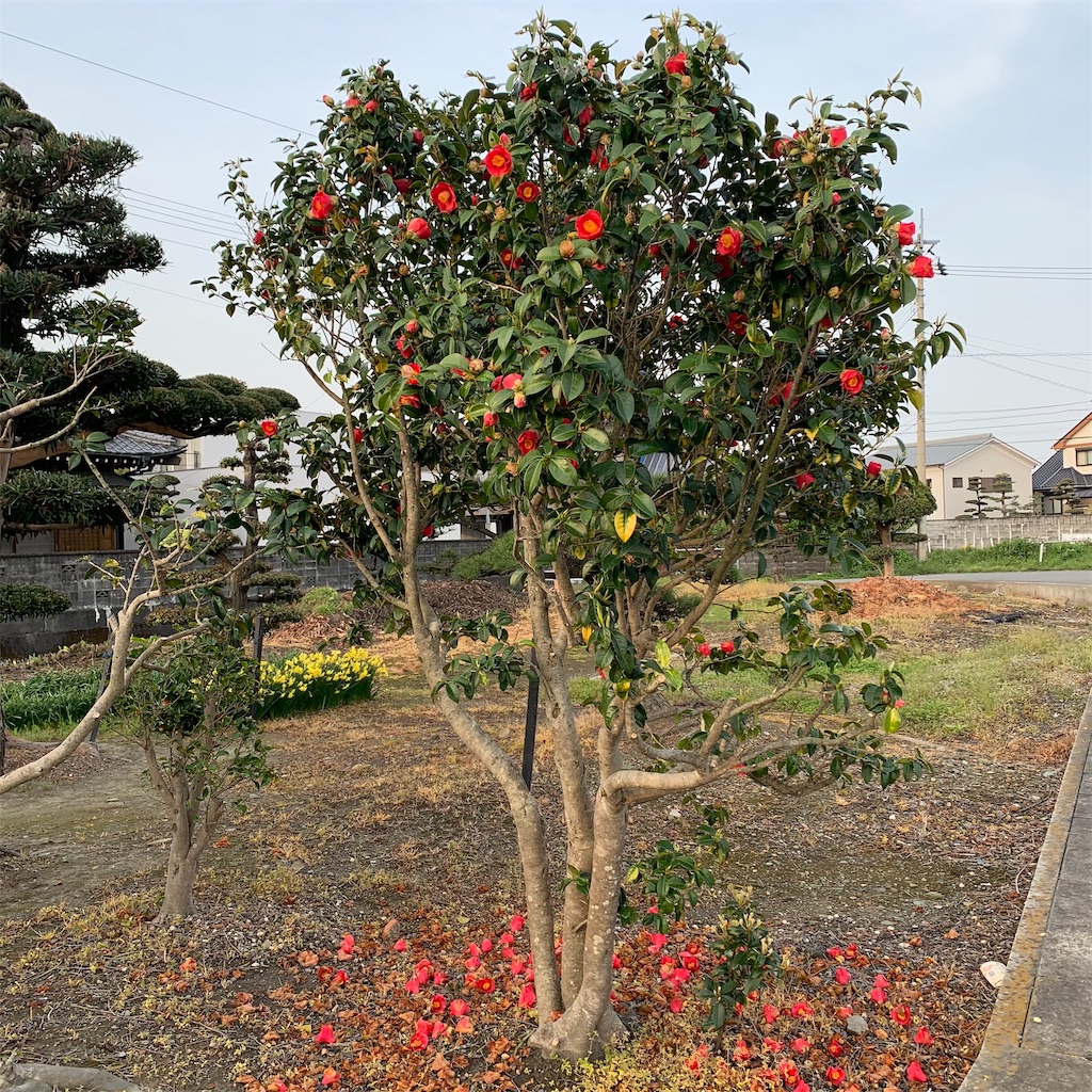 f:id:keikostyle:20210330065813j:image