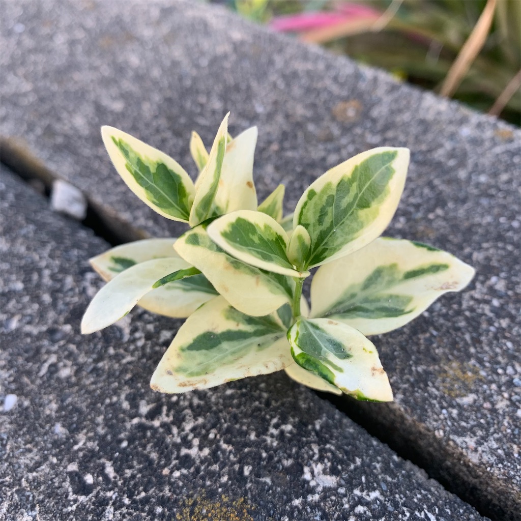 f:id:keikostyle:20210408064607j:image