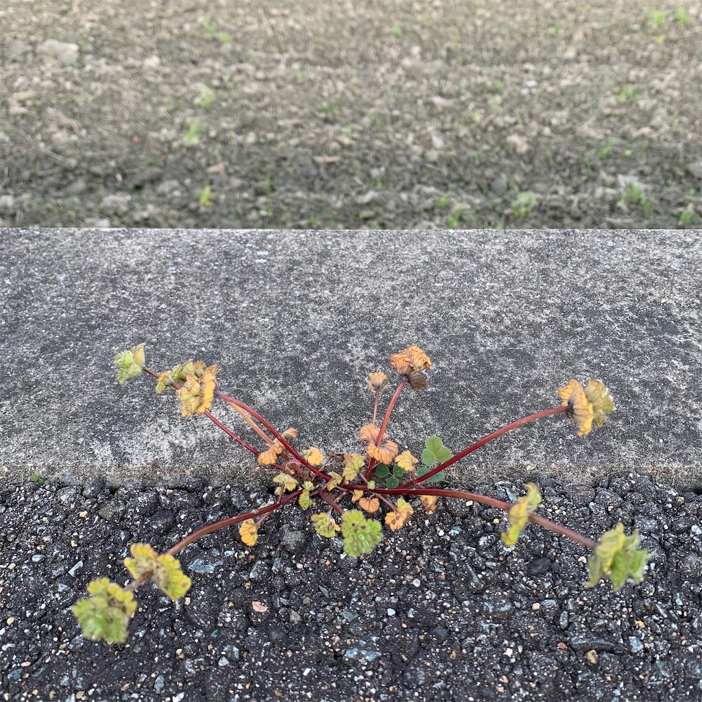 f:id:keikostyle:20210408064620j:image