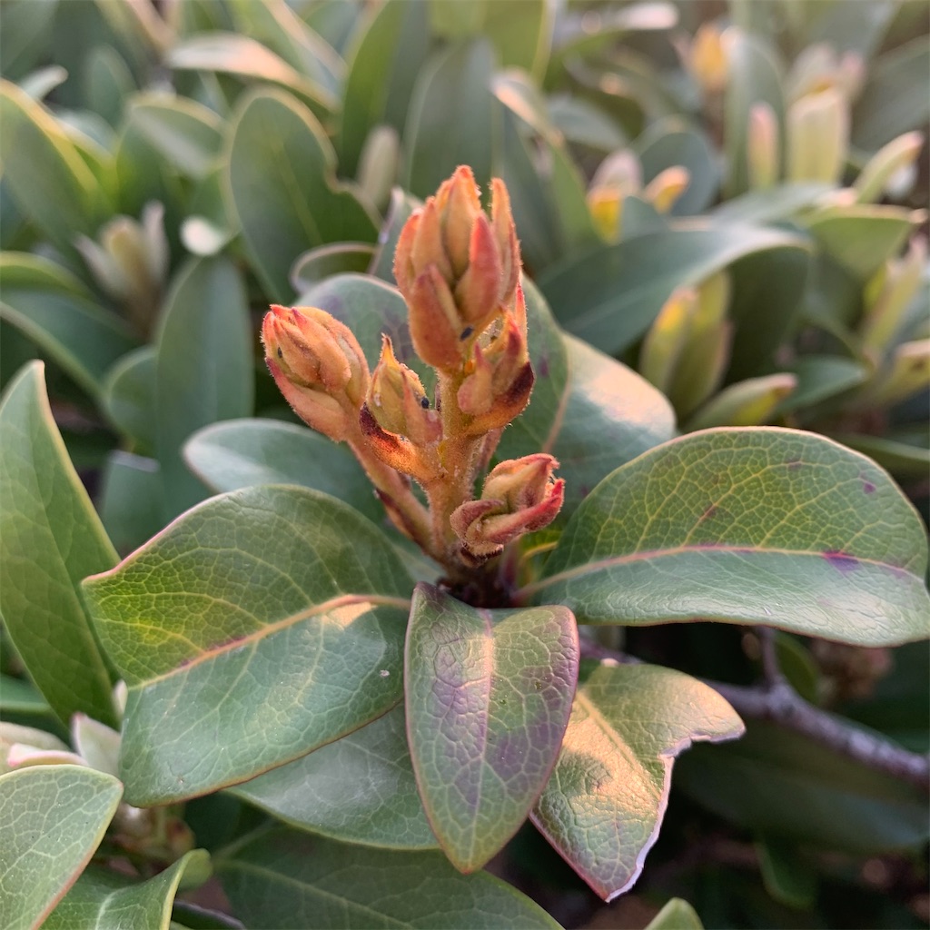 f:id:keikostyle:20210408064623j:image