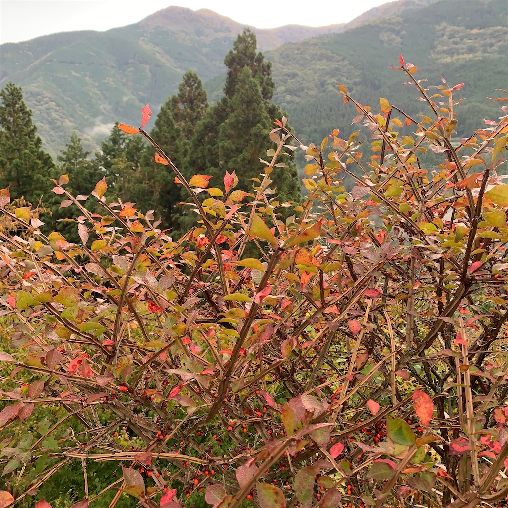 f:id:keikostyle:20210414161357j:image