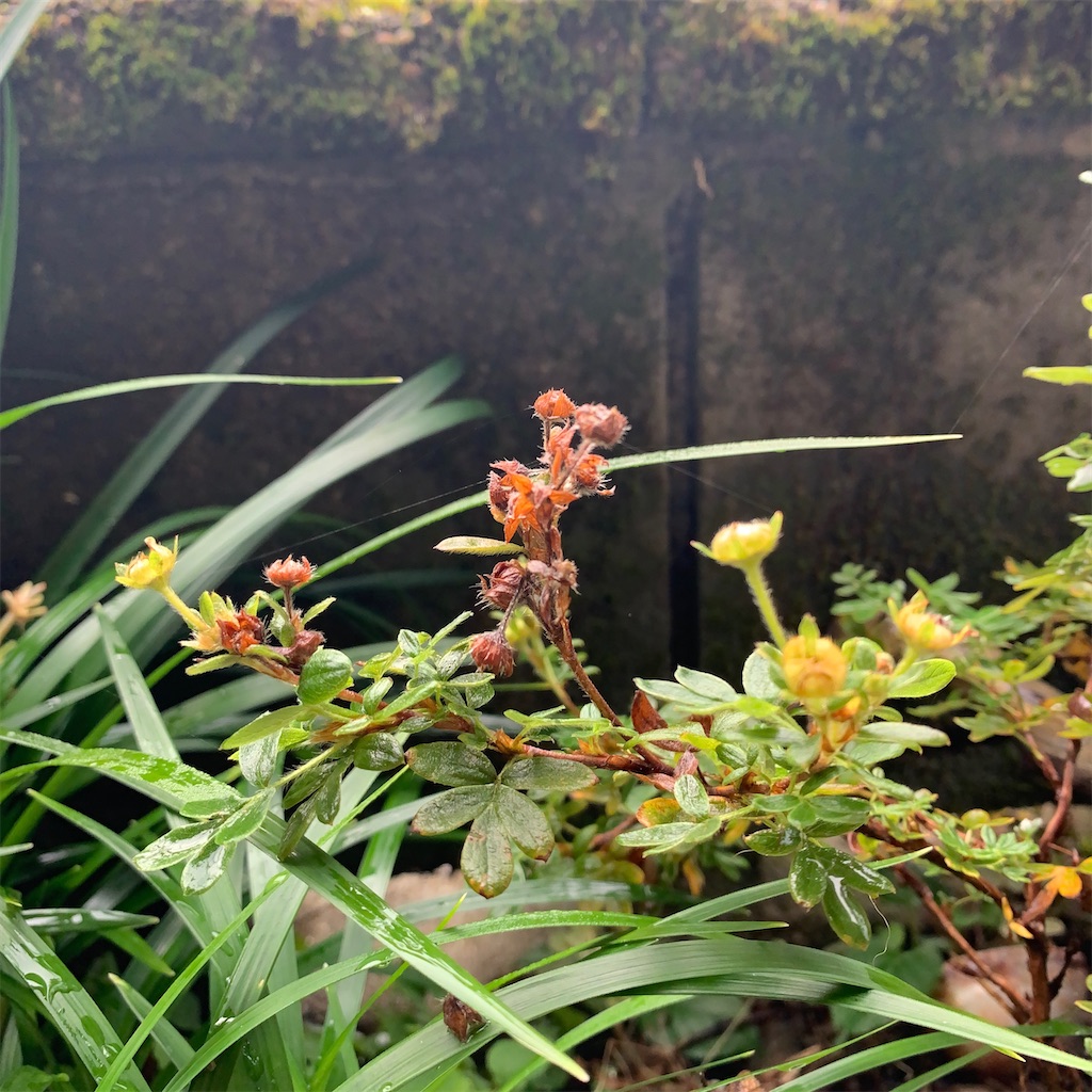 f:id:keikostyle:20210414161441j:image
