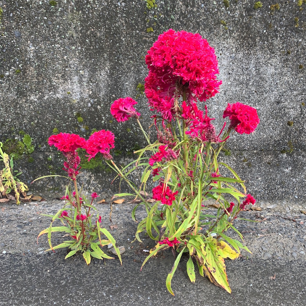 f:id:keikostyle:20210414162425j:image