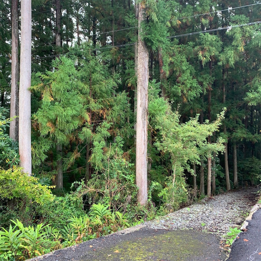 f:id:keikostyle:20210414162457j:image
