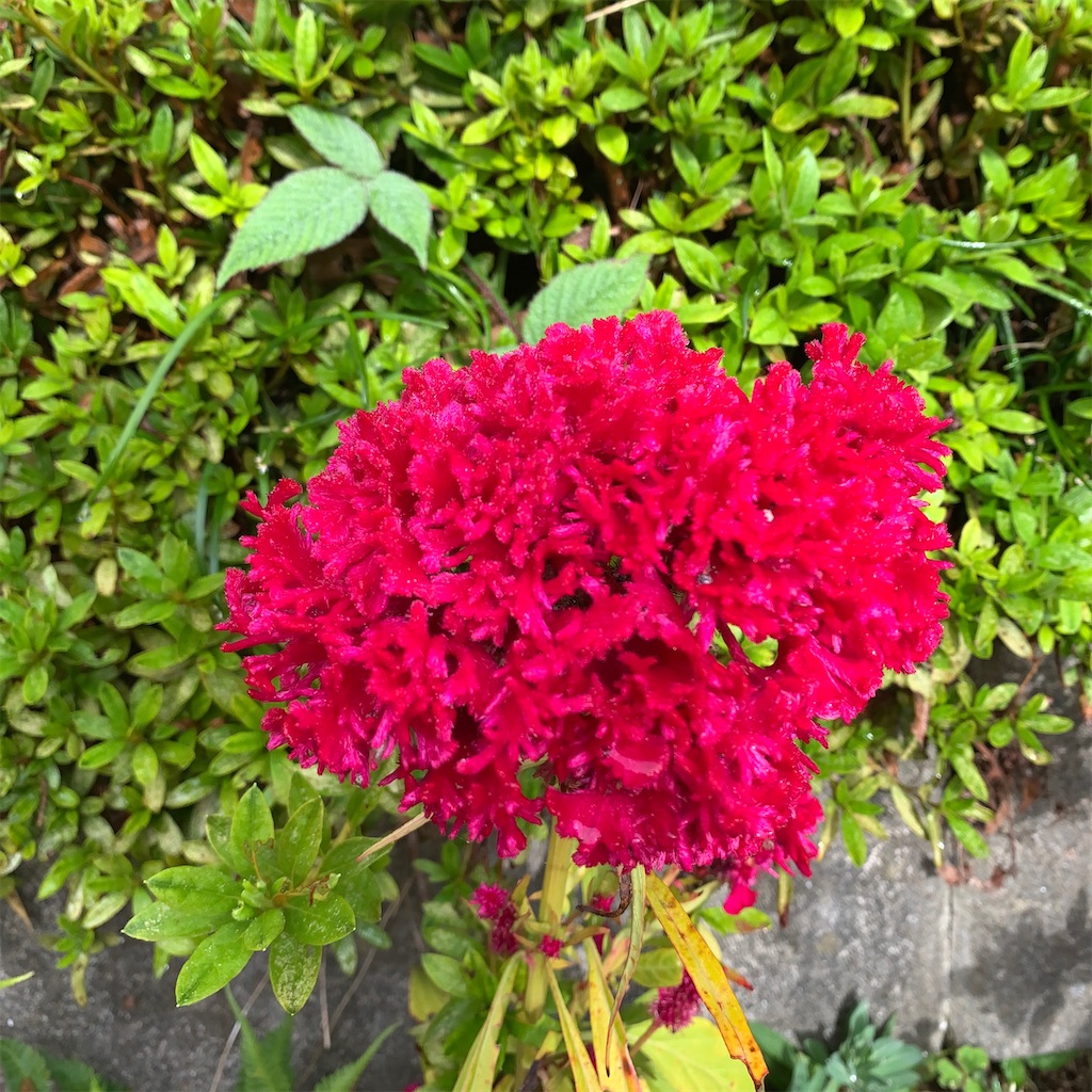 f:id:keikostyle:20210414162602j:image