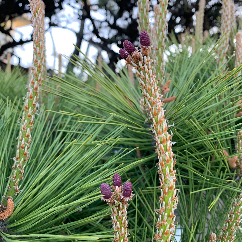 f:id:keikostyle:20210415065104j:image