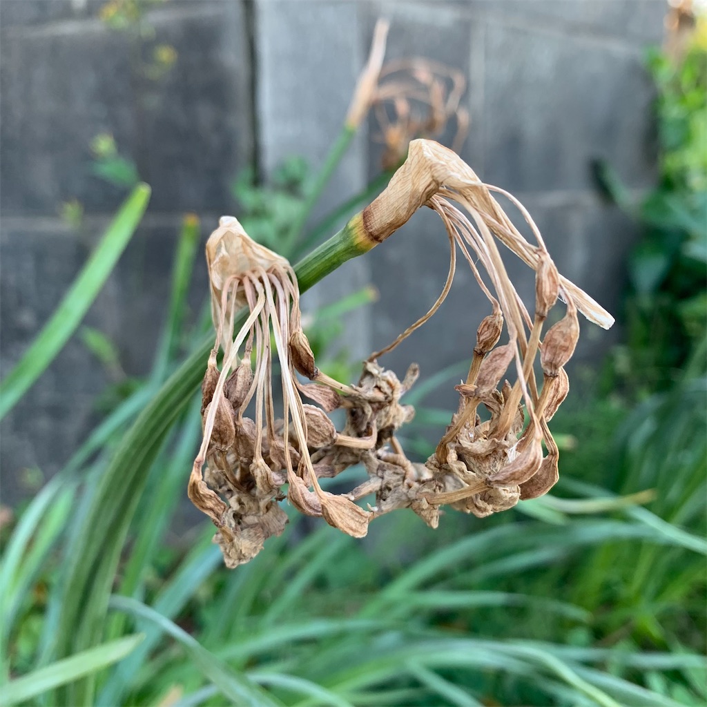 f:id:keikostyle:20210415065108j:image