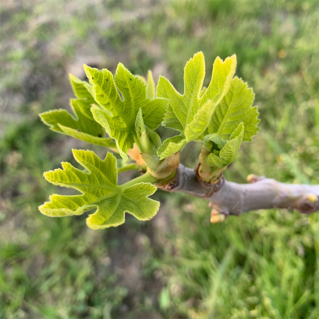 f:id:keikostyle:20210415065116j:image