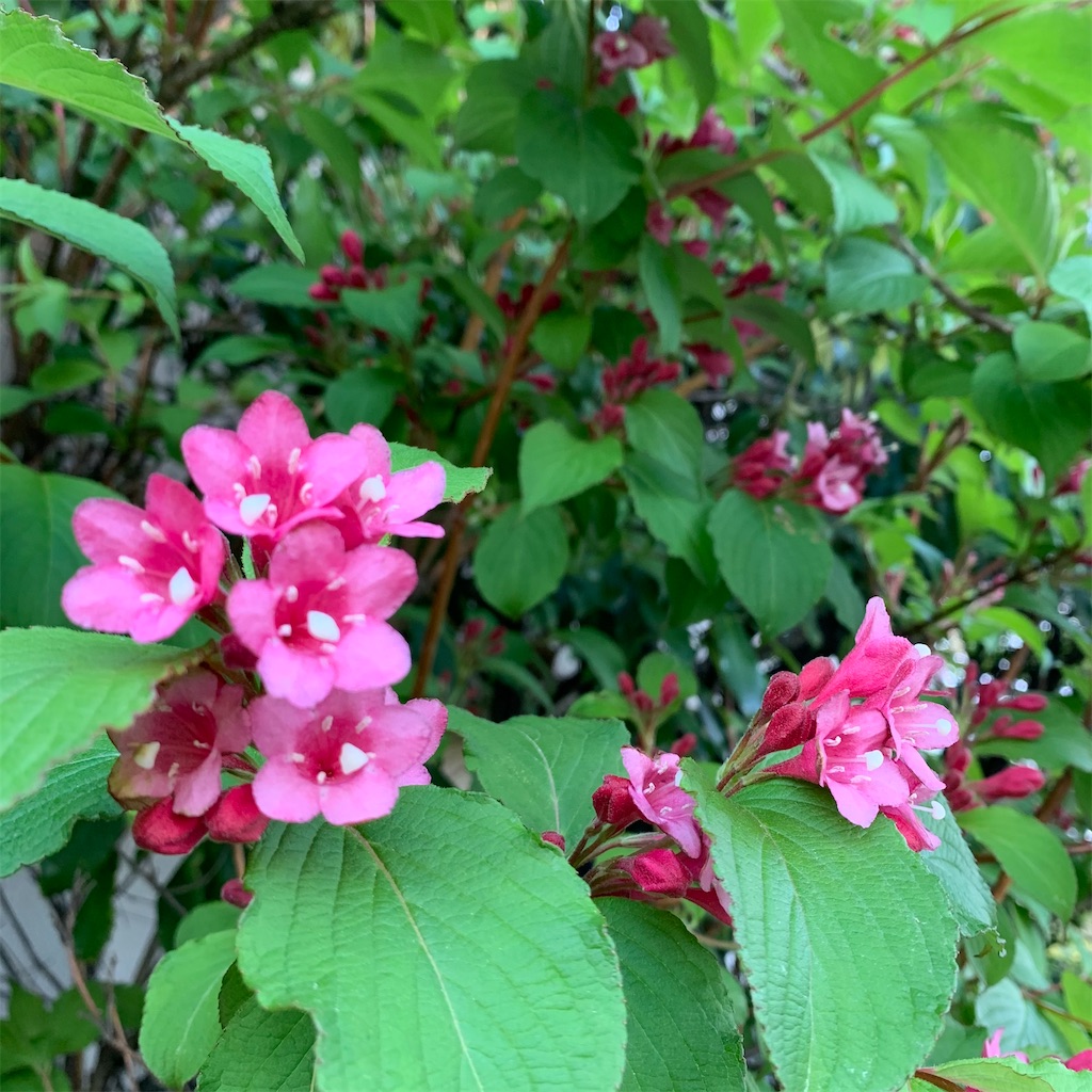 f:id:keikostyle:20210415065122j:image