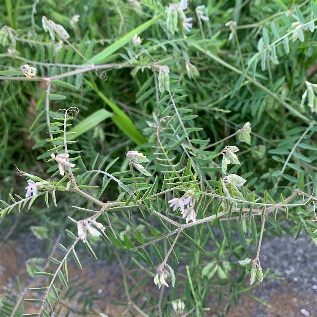 f:id:keikostyle:20210415065127j:image