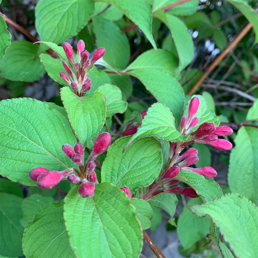 f:id:keikostyle:20210415065228j:image