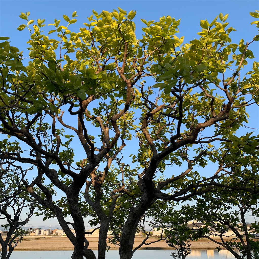 f:id:keikostyle:20210415065232j:image