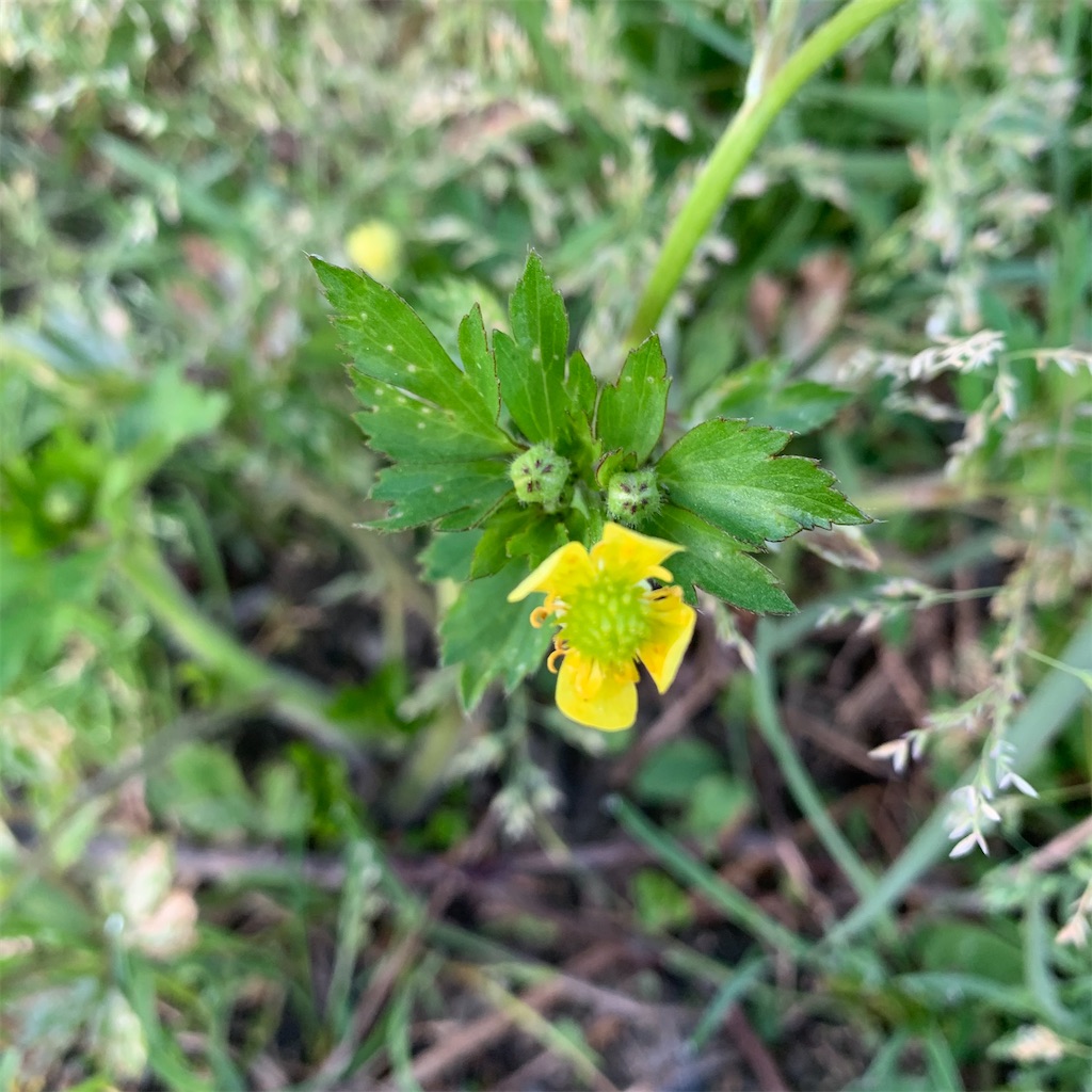 f:id:keikostyle:20210415065235j:image