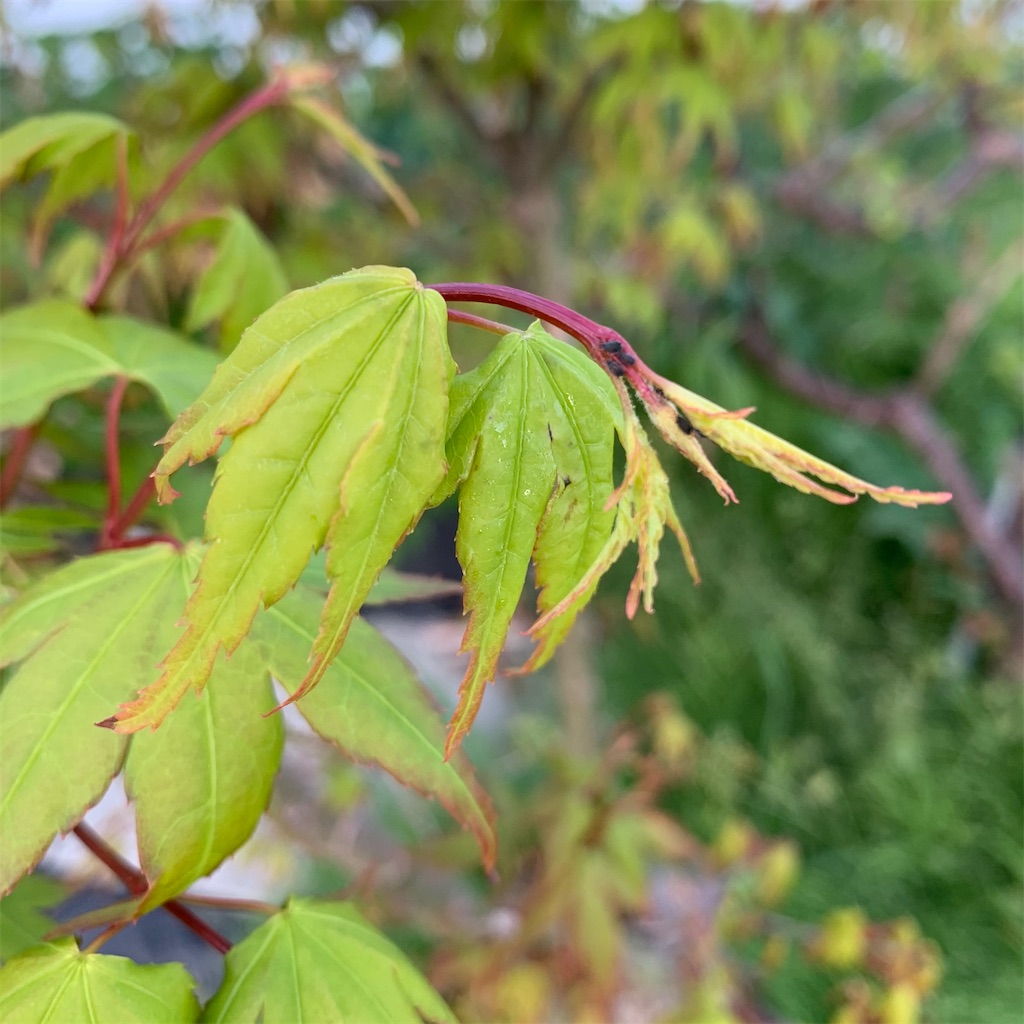 f:id:keikostyle:20210415065300j:image