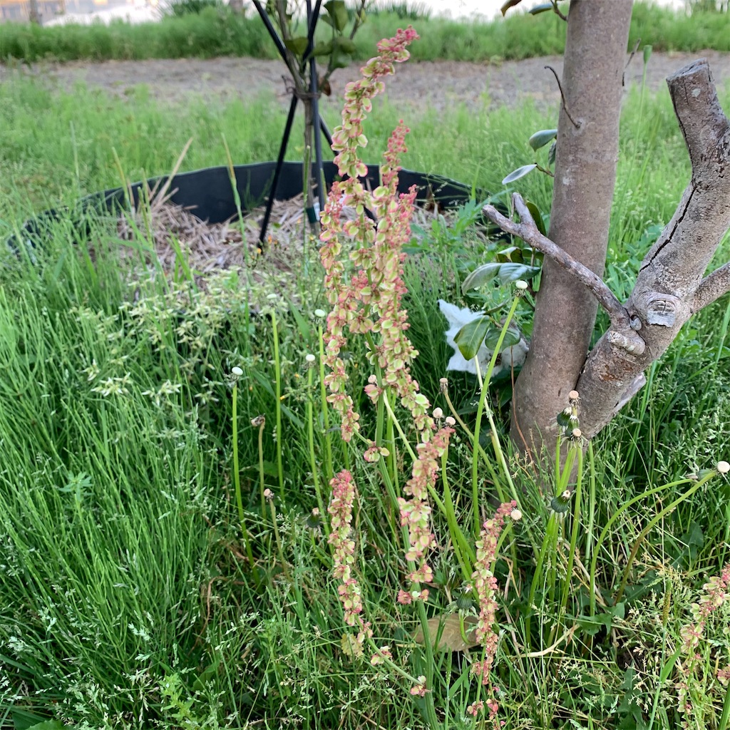 f:id:keikostyle:20210415065311j:image