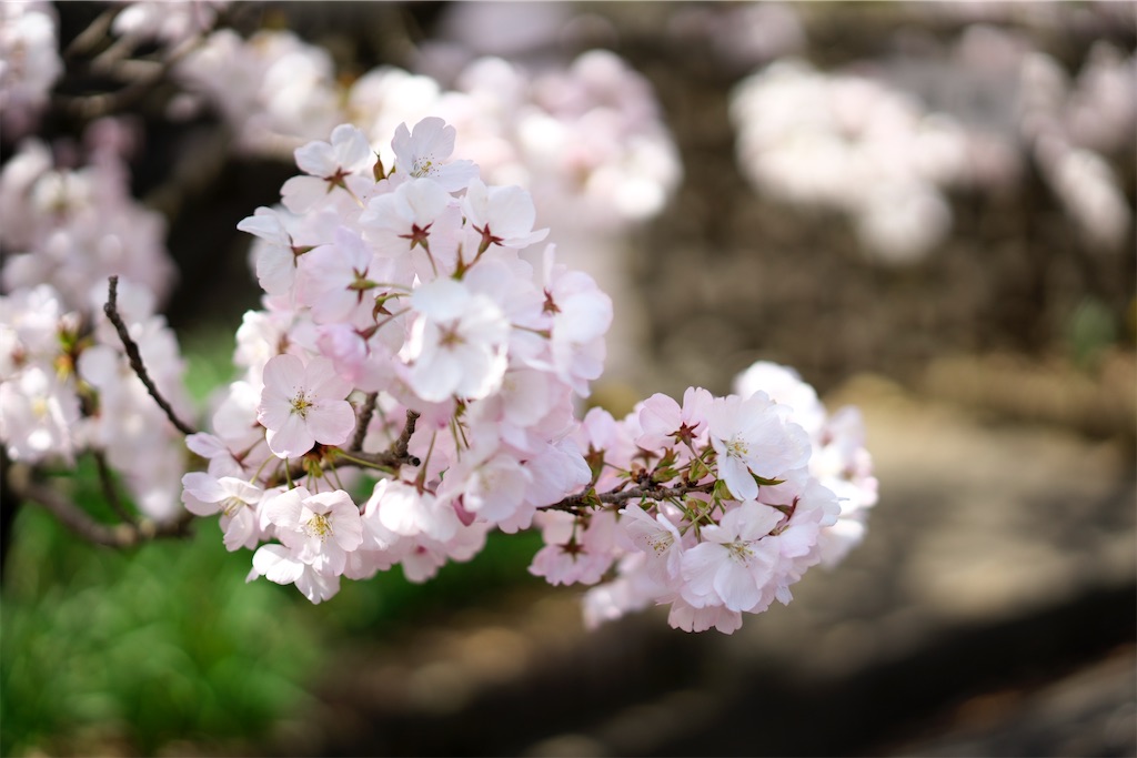 f:id:keikostyle:20210515221343j:image