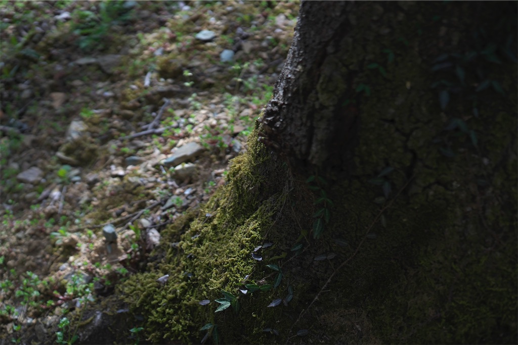 f:id:keikostyle:20210515221447j:image