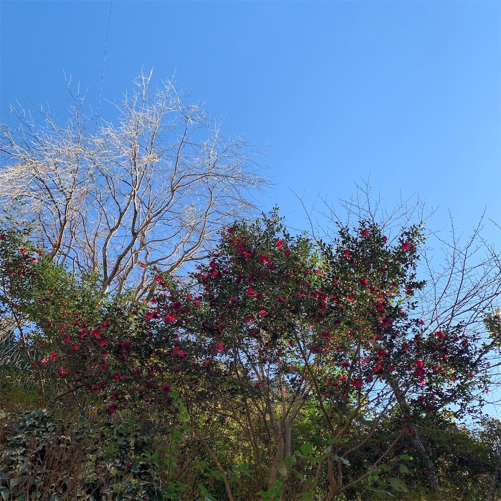 f:id:keikostyle:20210515222752j:image