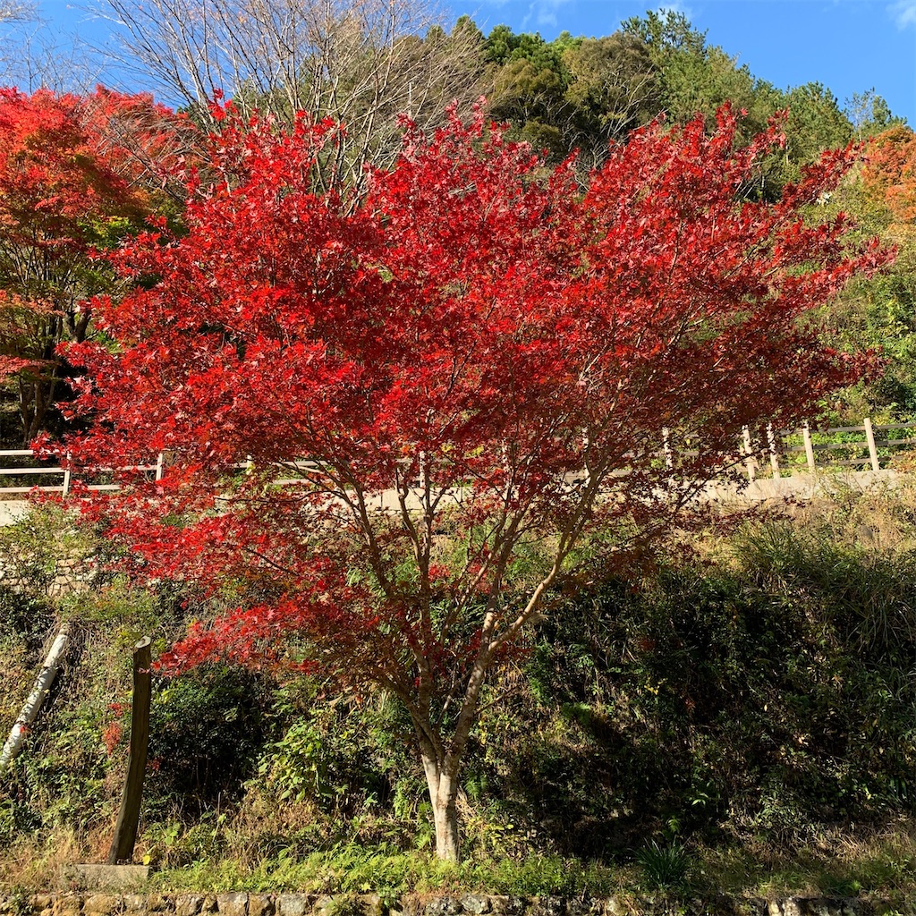 f:id:keikostyle:20210515222829j:image