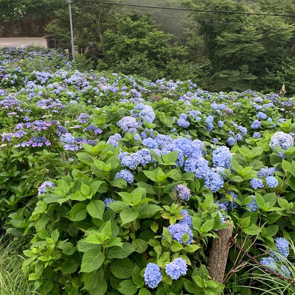 f:id:keikostyle:20210612133029j:image