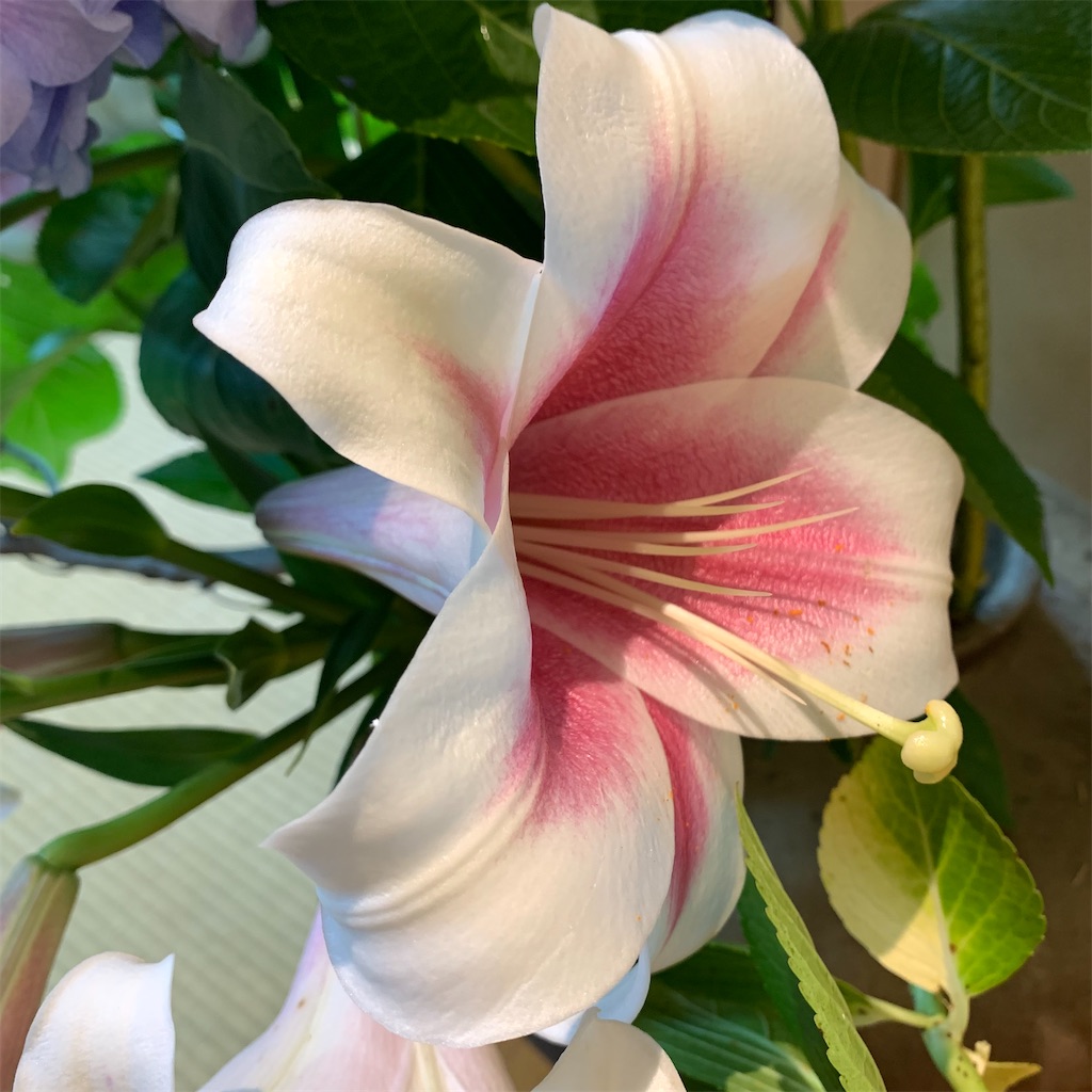 f:id:keikostyle:20210618132814j:image