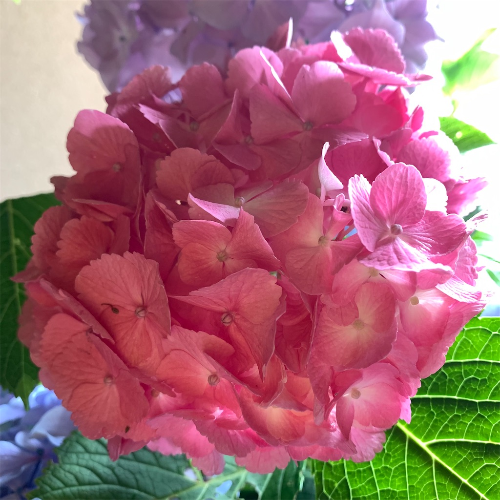 f:id:keikostyle:20210618132832j:image