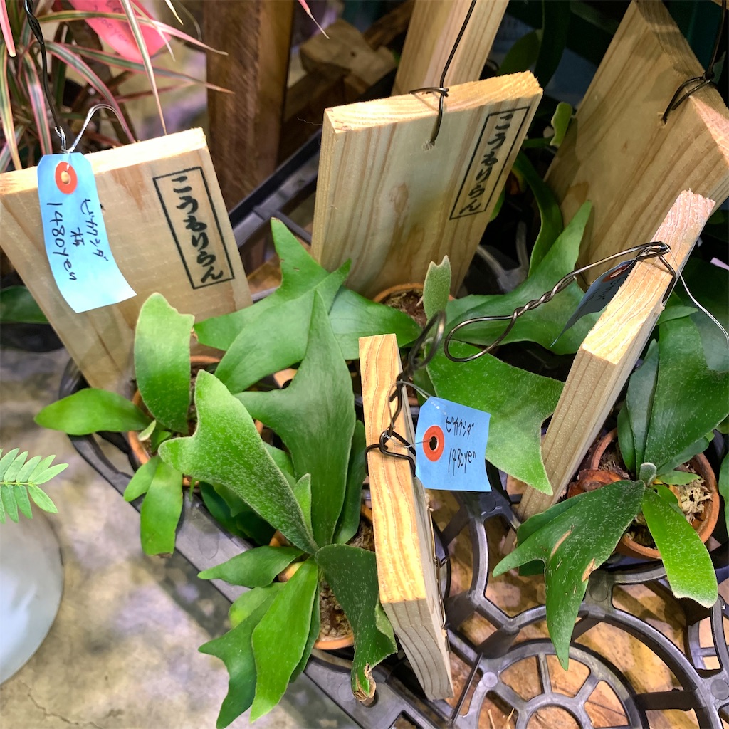 f:id:keikostyle:20210618160522j:image