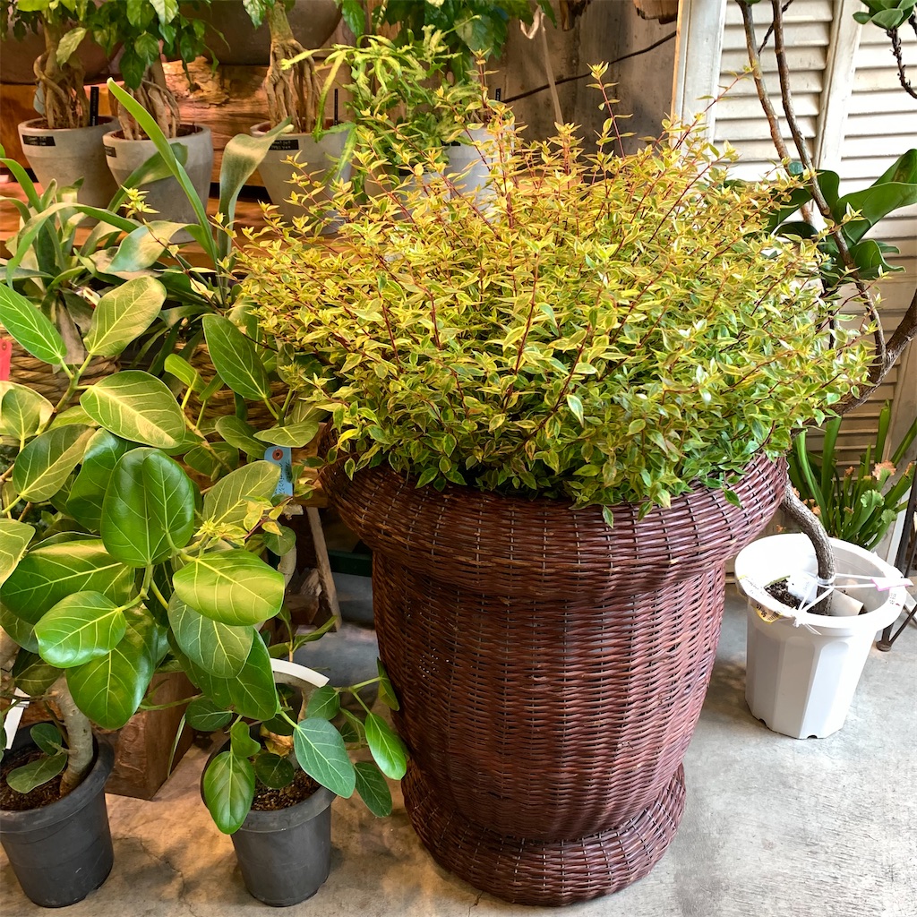 f:id:keikostyle:20210618160534j:image