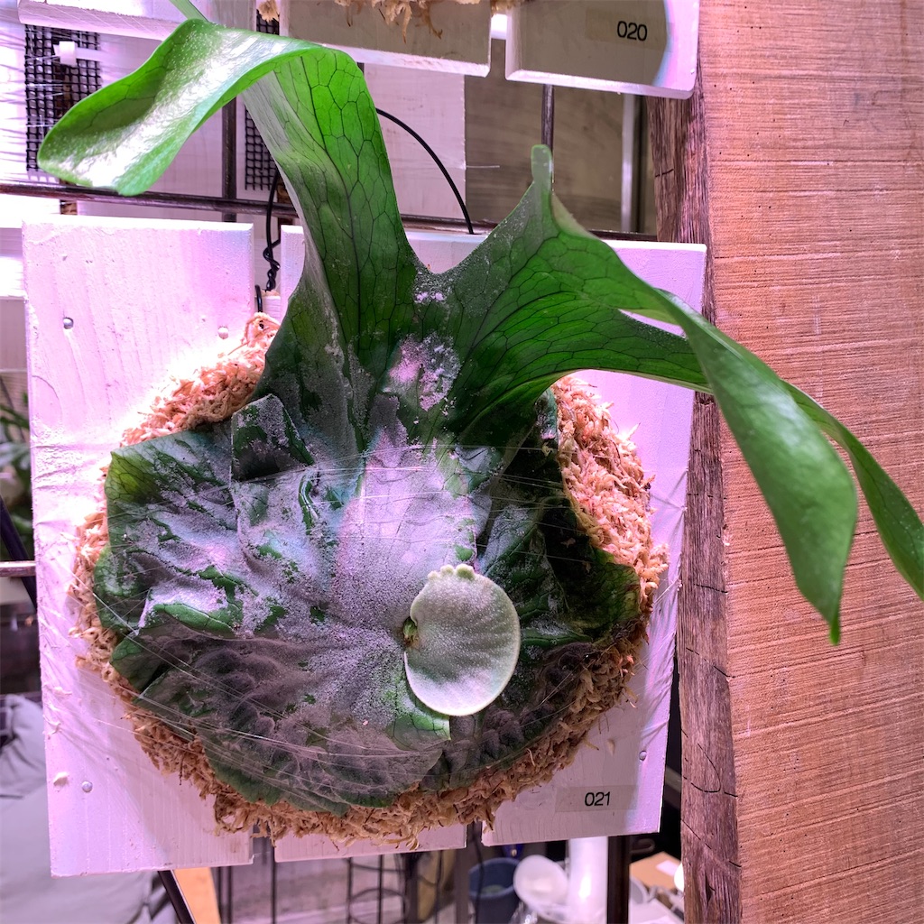 f:id:keikostyle:20210618160542j:image