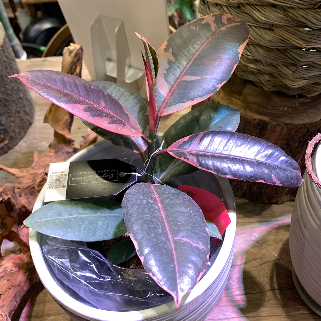 f:id:keikostyle:20210618160559j:image