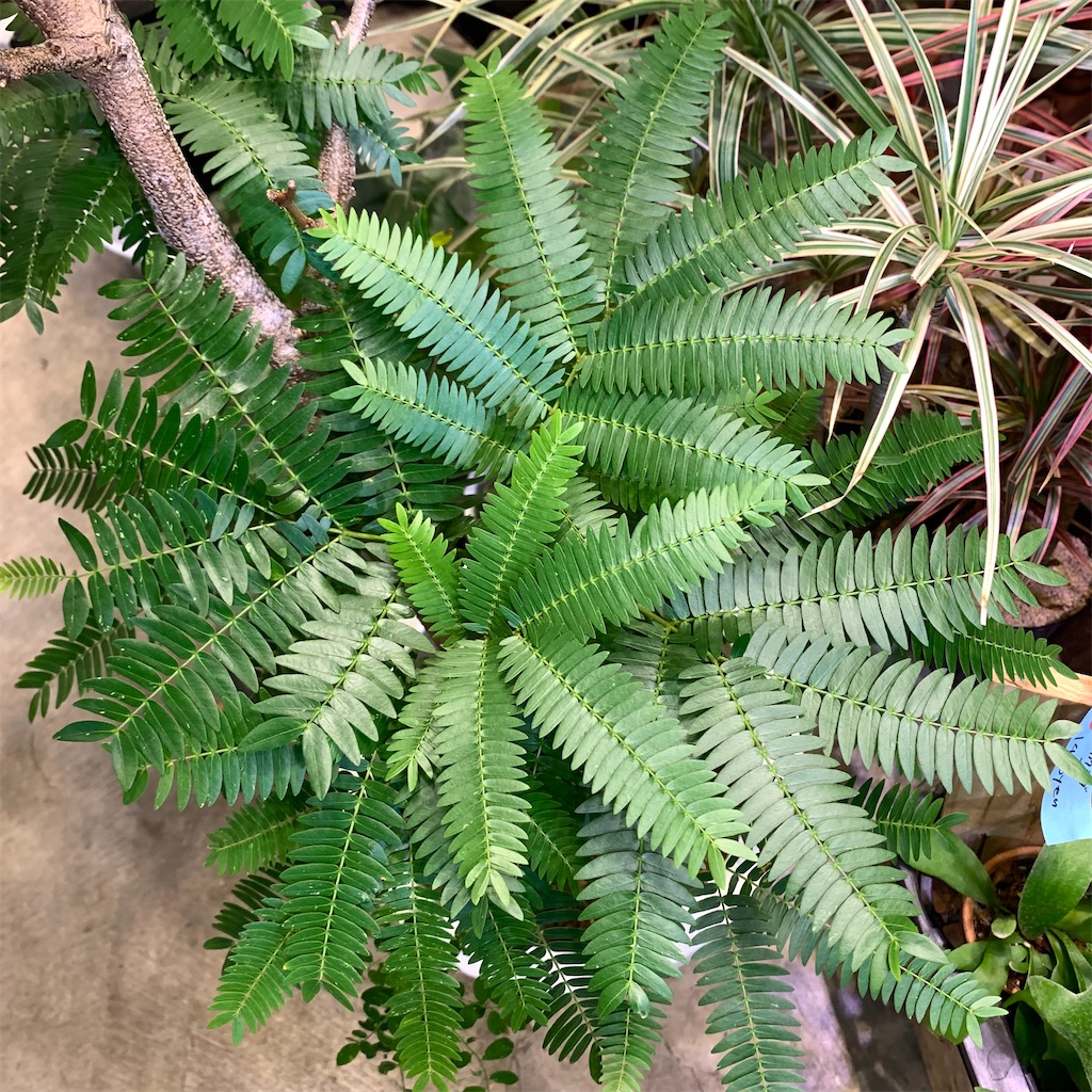 f:id:keikostyle:20210618160624j:image