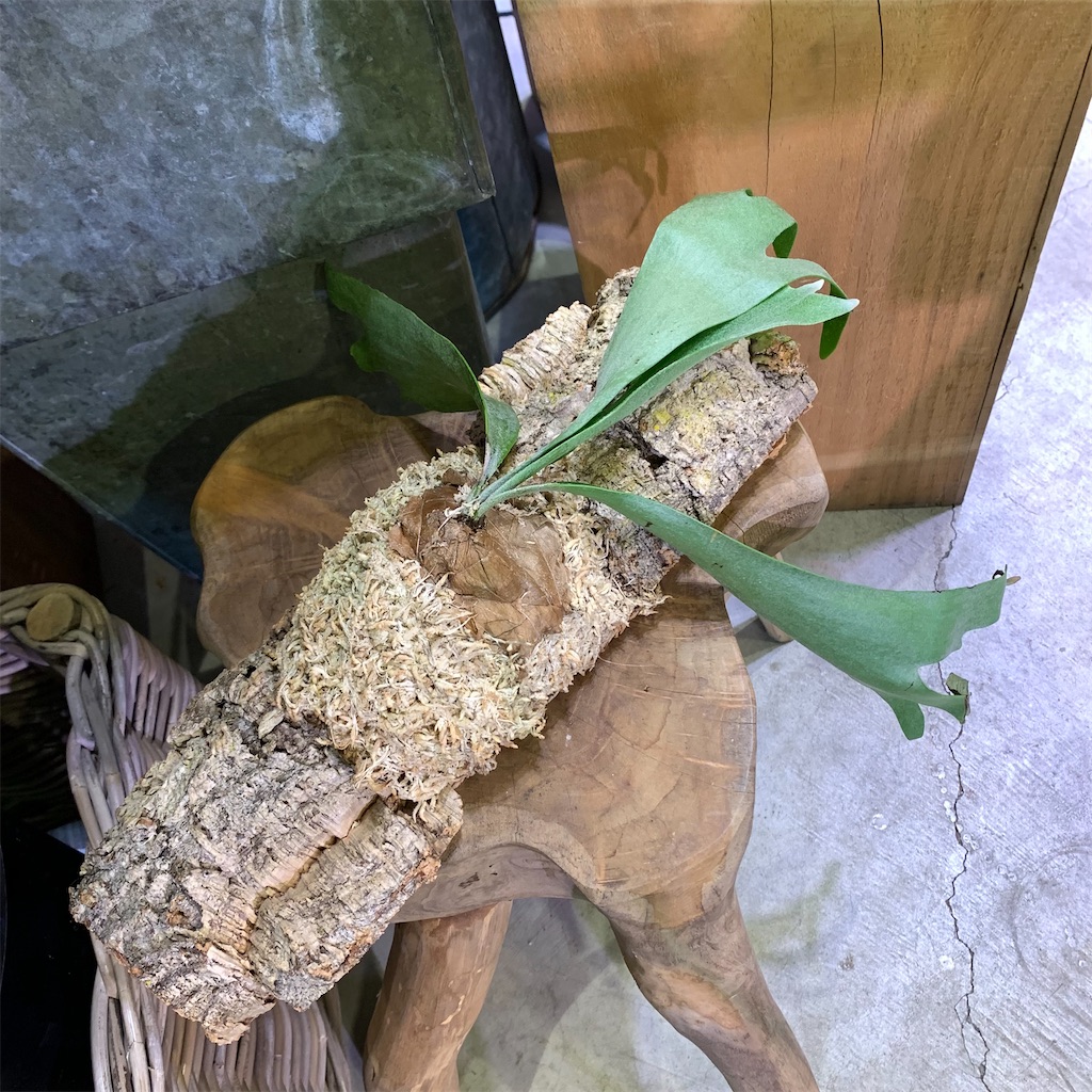 f:id:keikostyle:20210618160843j:image