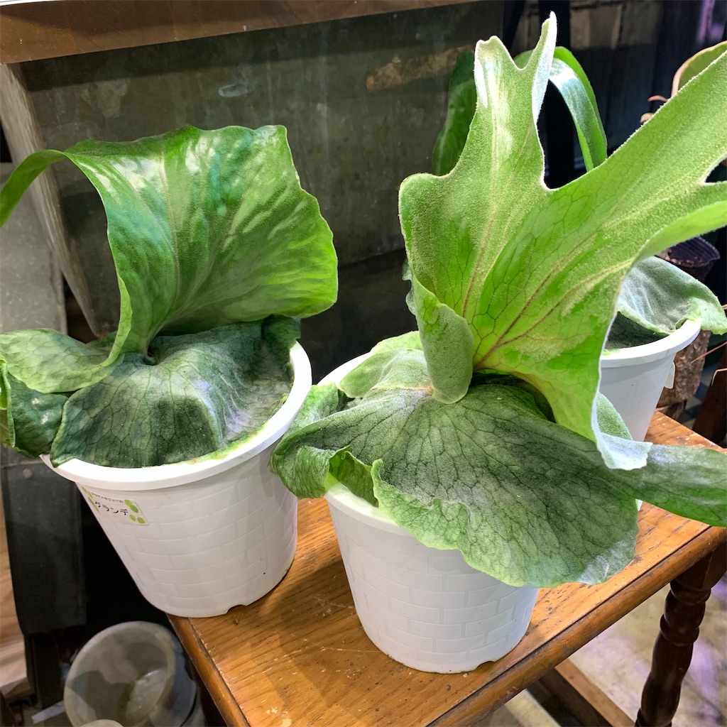 f:id:keikostyle:20210618160847j:image