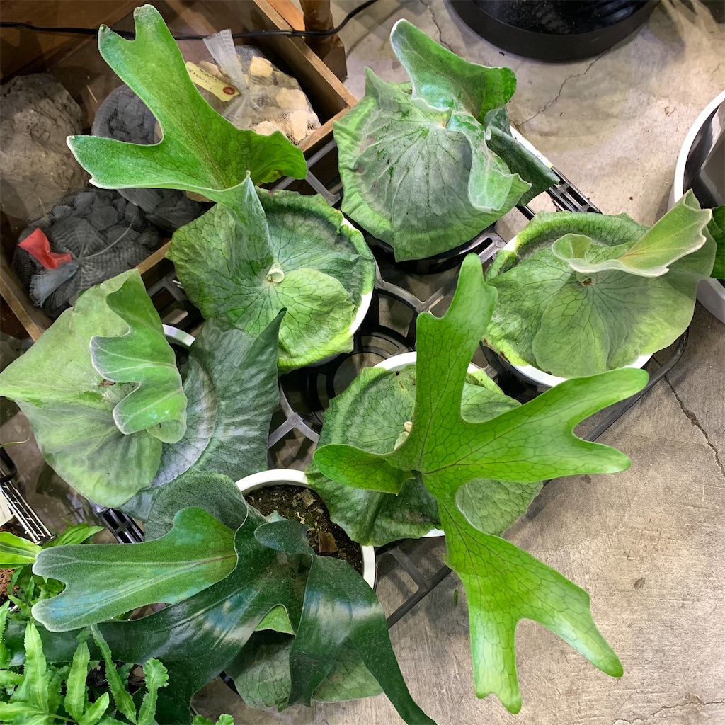 f:id:keikostyle:20210618160909j:image