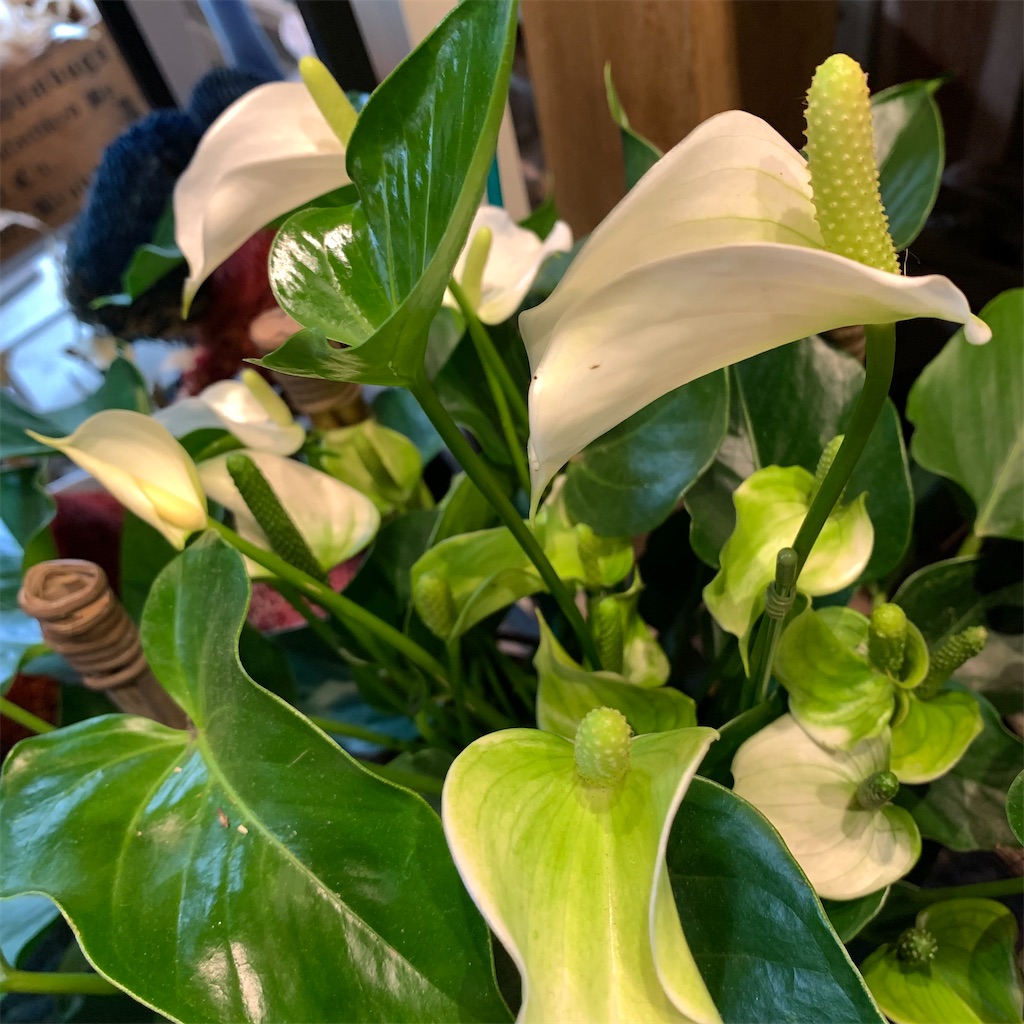 f:id:keikostyle:20210618160916j:image