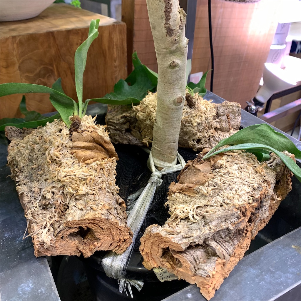 f:id:keikostyle:20210618160943j:image