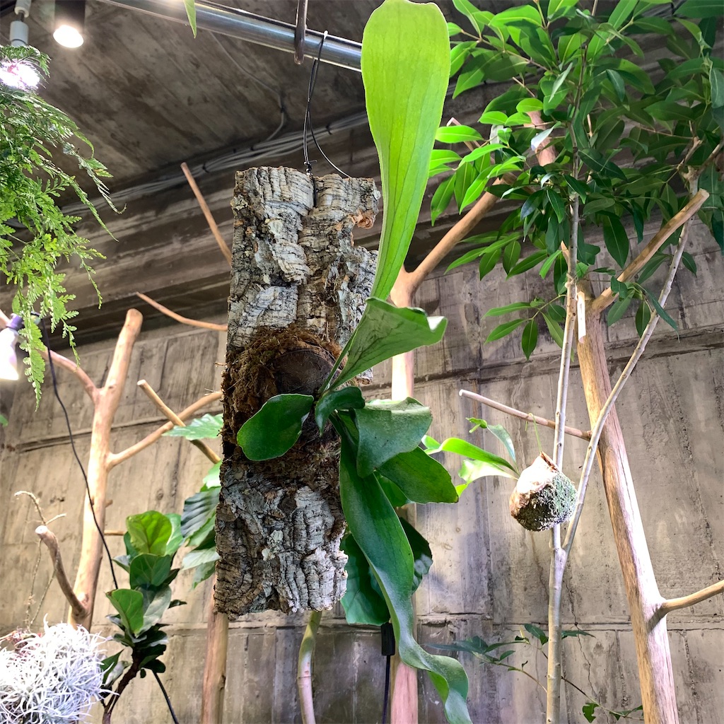 f:id:keikostyle:20210618160946j:image