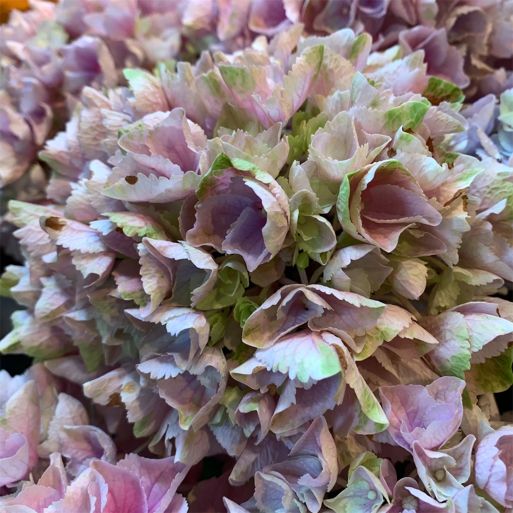 f:id:keikostyle:20210618160950j:image