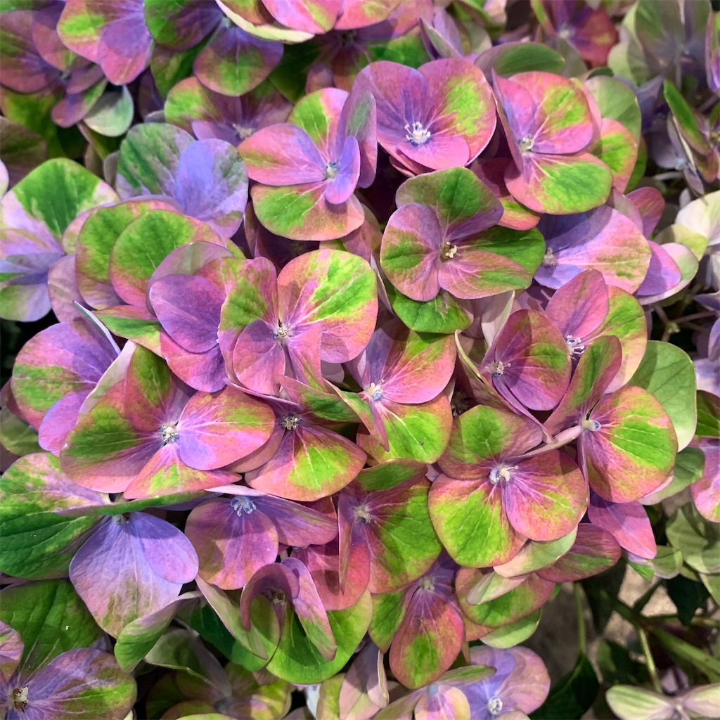 f:id:keikostyle:20210618161004j:image