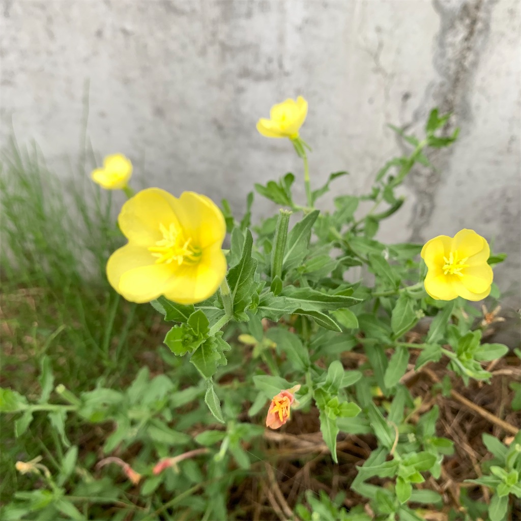 f:id:keikostyle:20210630061712j:image