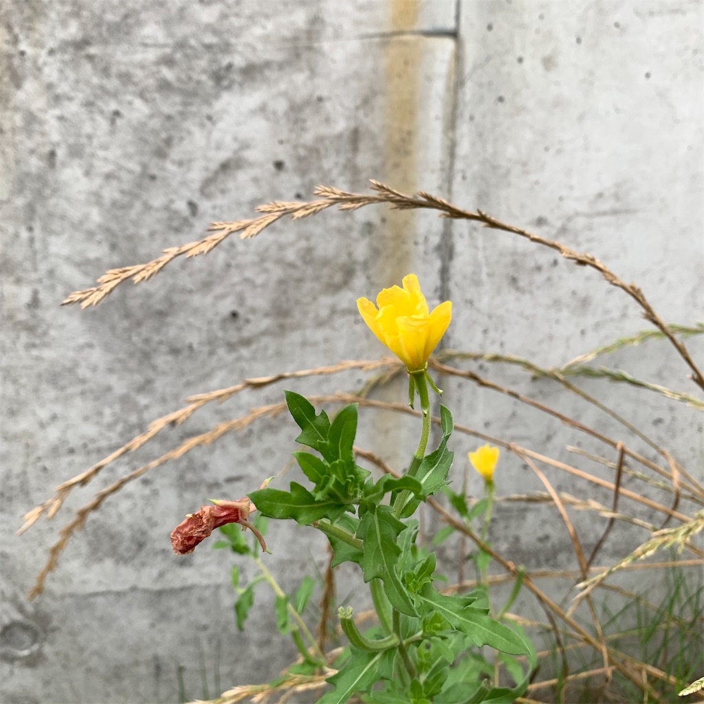 f:id:keikostyle:20210630061716j:image