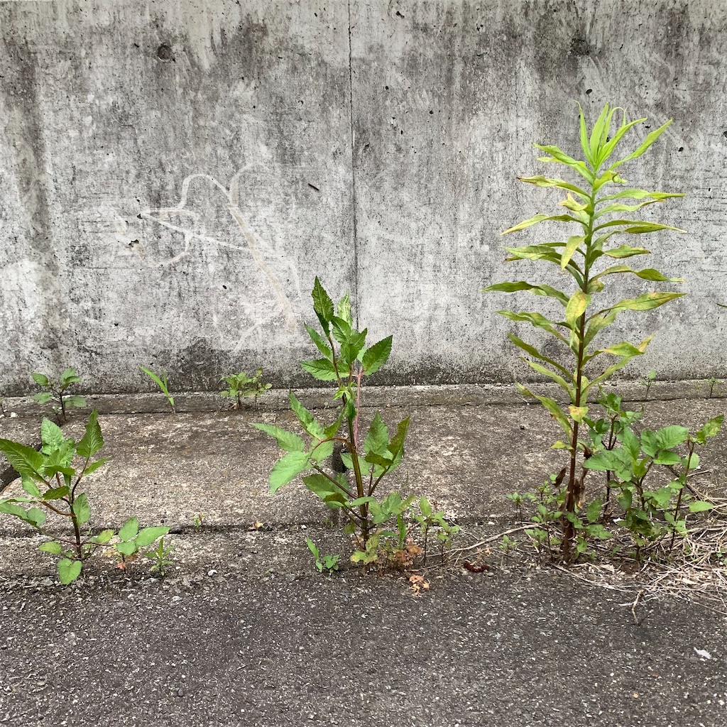 f:id:keikostyle:20210630061726j:image