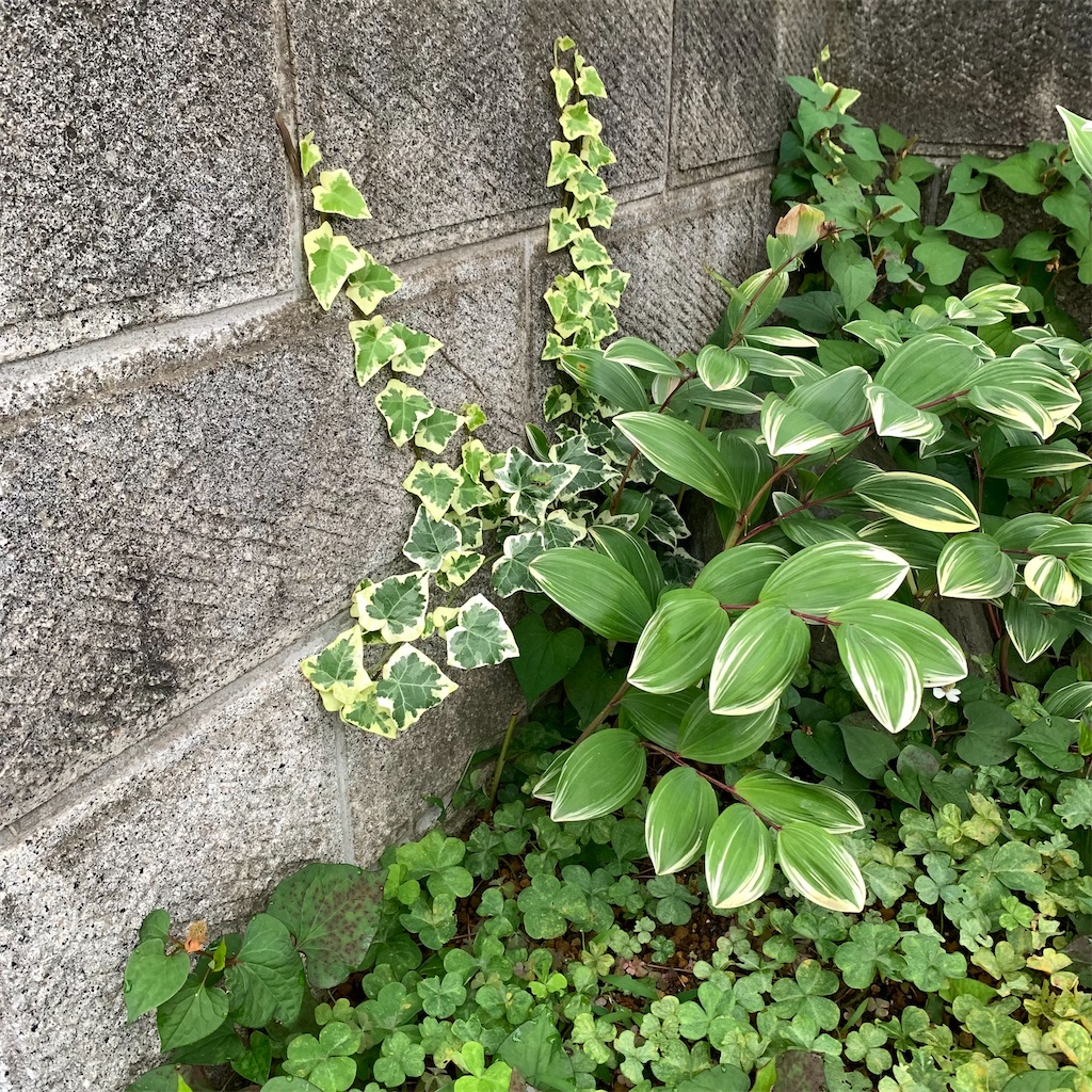 f:id:keikostyle:20210630061755j:image