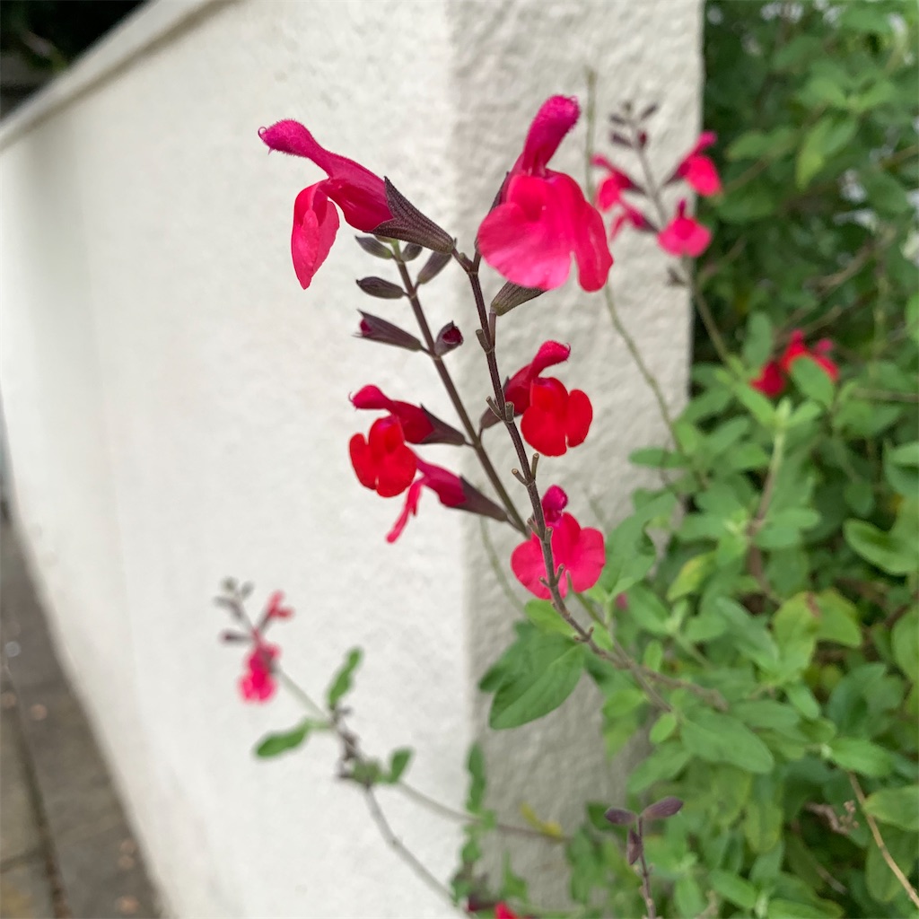 f:id:keikostyle:20210630061806j:image