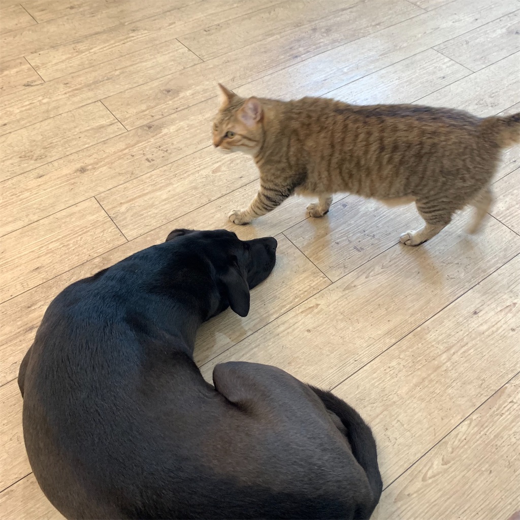 f:id:keikostyle:20210704184427j:image