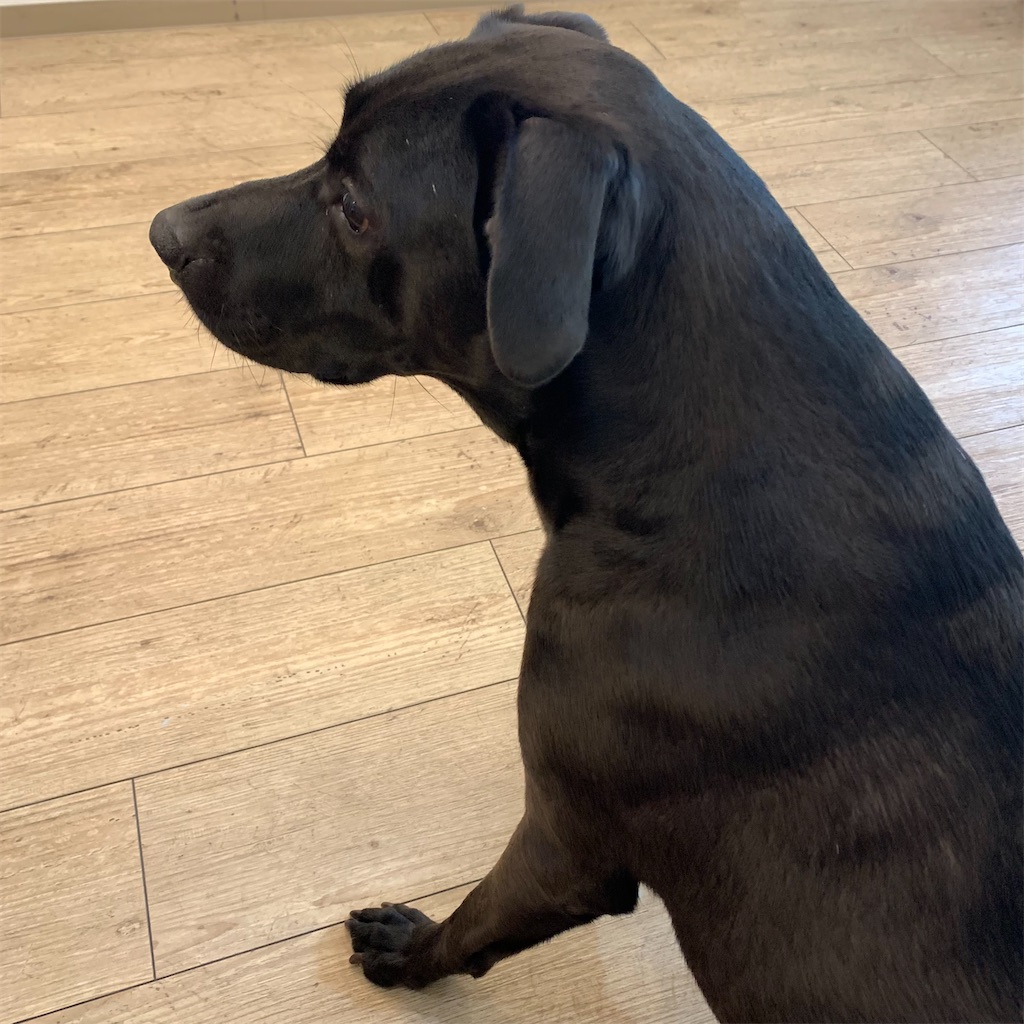 f:id:keikostyle:20210704184449j:image