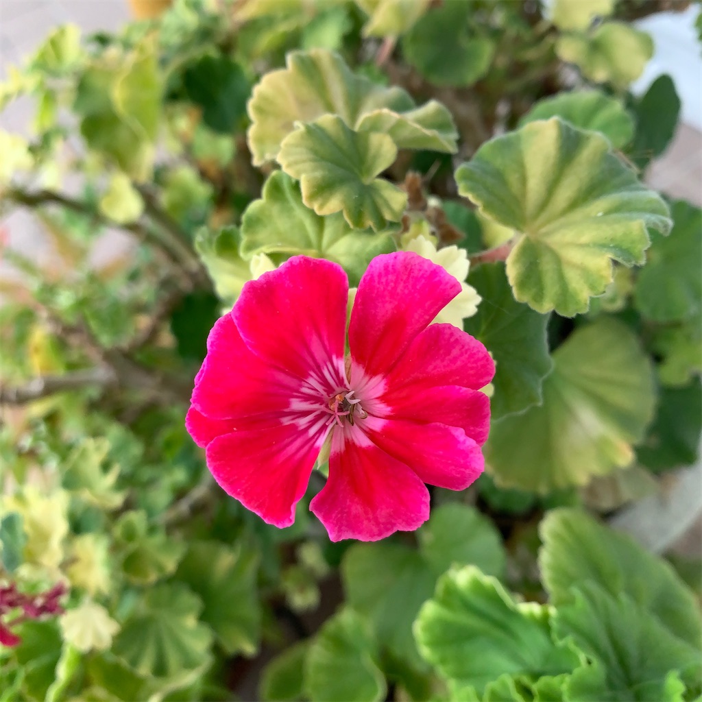 f:id:keikostyle:20210704200404j:image