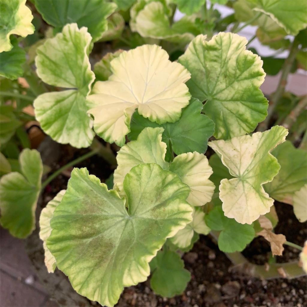 f:id:keikostyle:20210704200408j:image