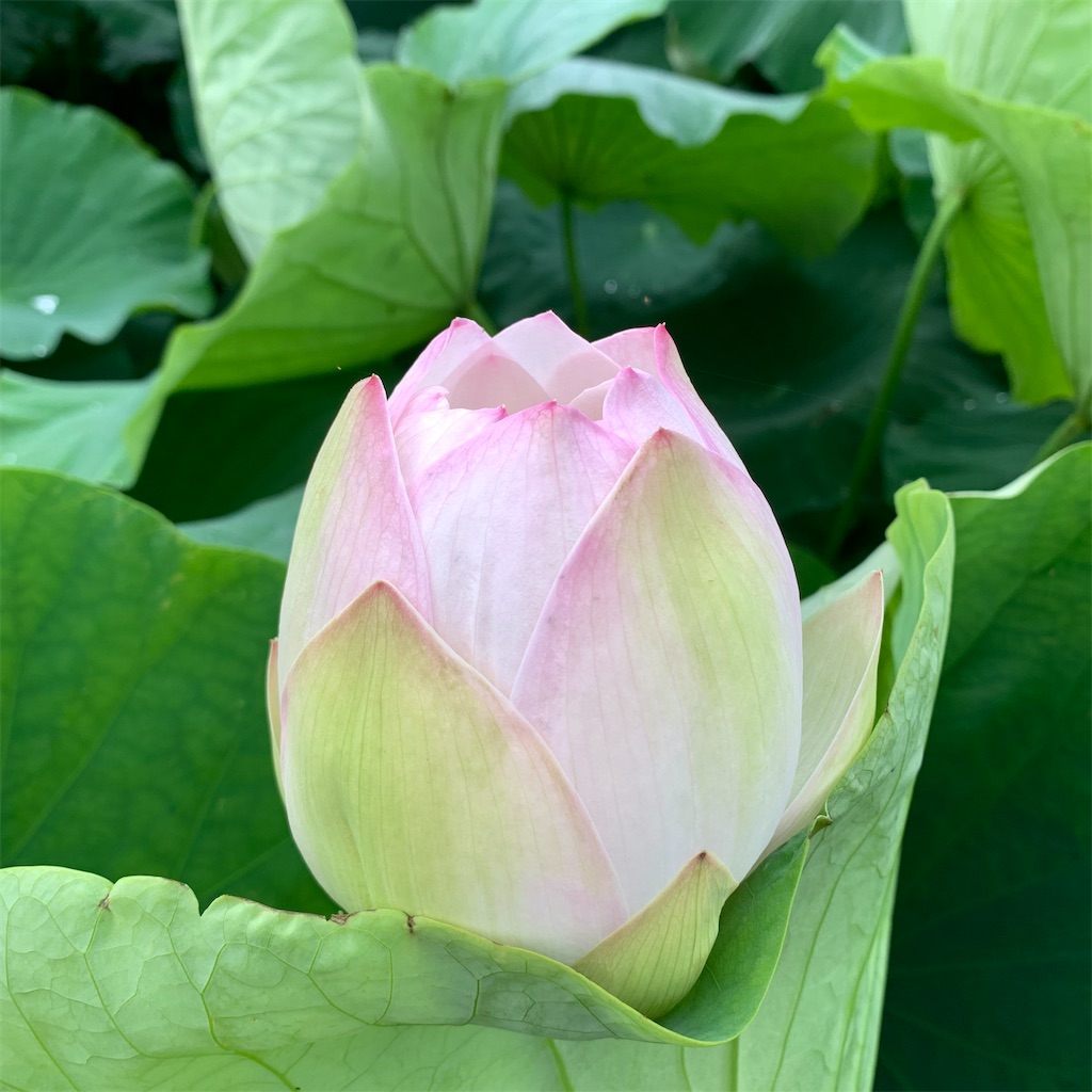 f:id:keikostyle:20210706063156j:image
