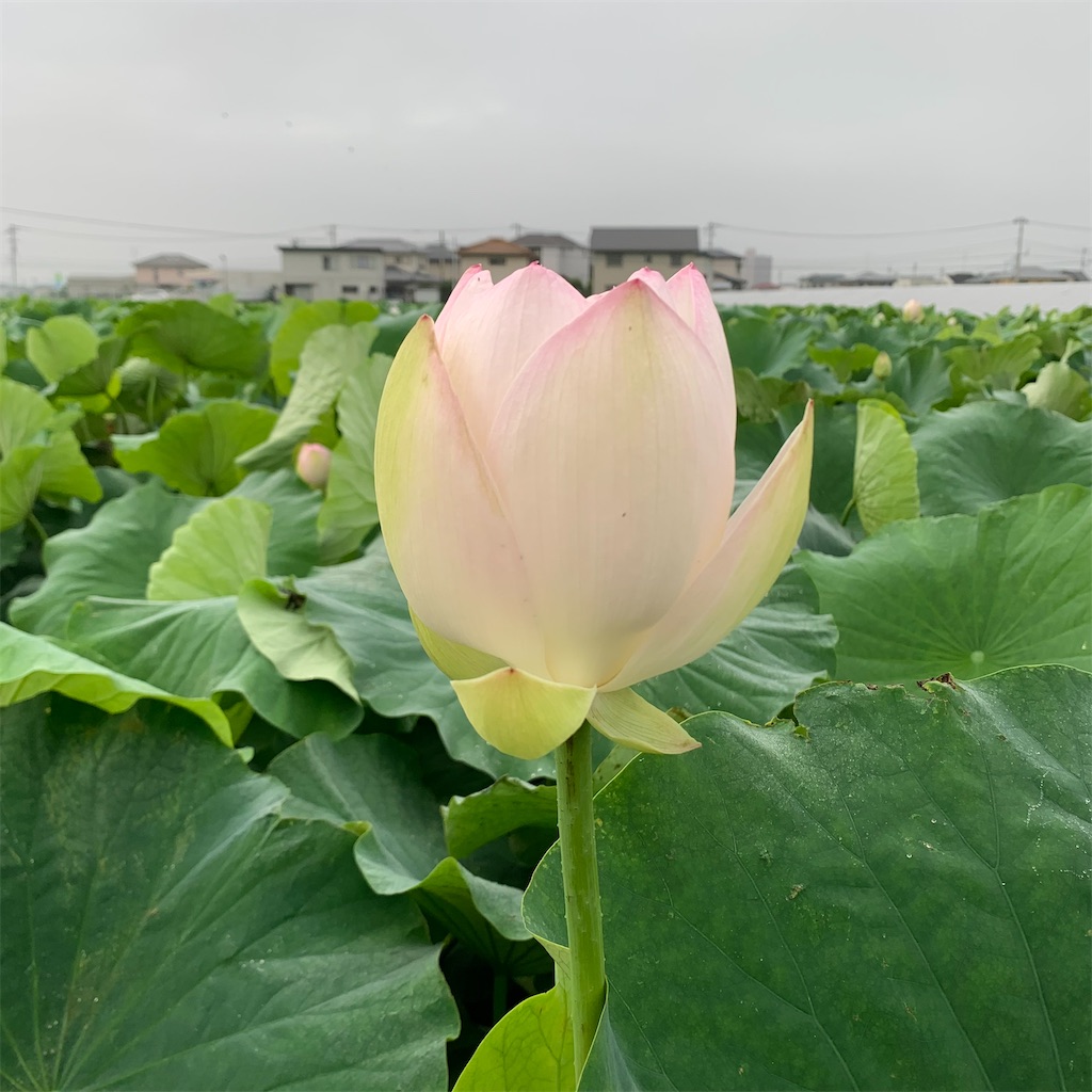 f:id:keikostyle:20210706063202j:image
